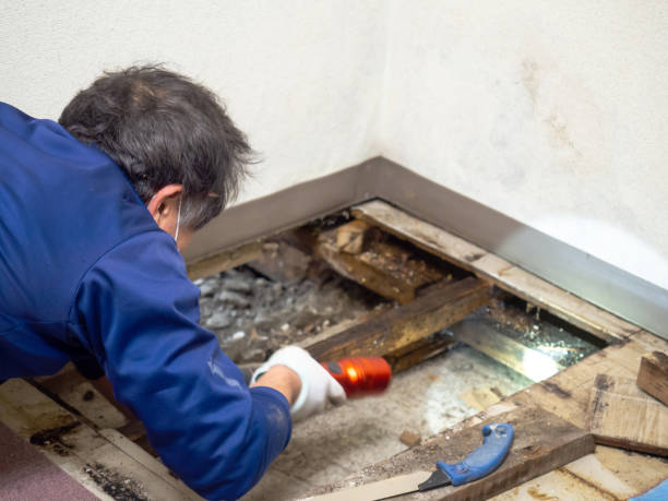 Best Mold Testing  in Hampshire, IL