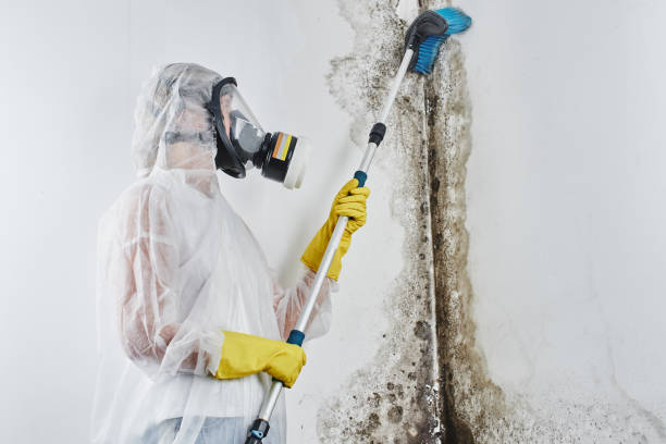 Mold Removal and Inspection in Hampshire, IL