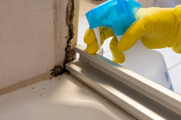 Best Mold Removal Process  in Hampshire, IL