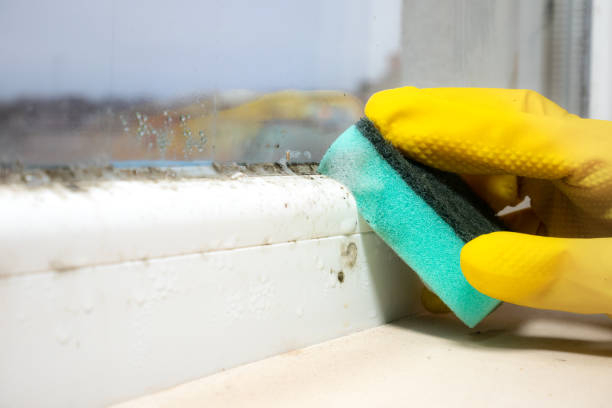 Best Mold Remediation  in Hampshire, IL