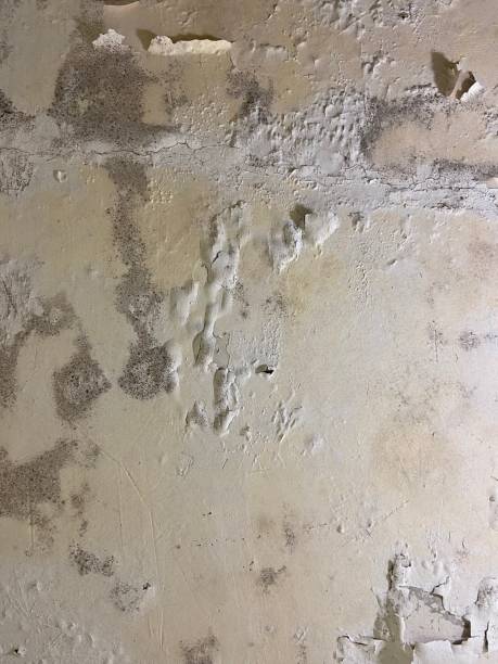 Best Crawl Space Mold Removal  in Hampshire, IL