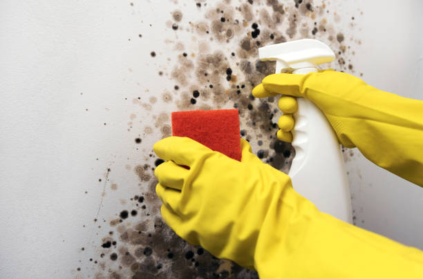 Best Mold Removal Near Me  in Hampshire, IL