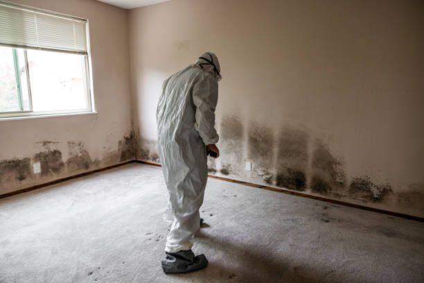 Mold Removal Process in Hampshire, IL