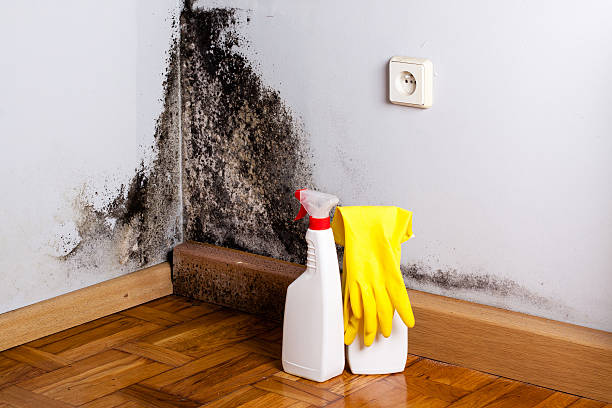 Best Mold Removal and Inspection  in Hampshire, IL