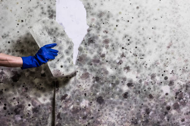 Best Professional Mold Removal  in Hampshire, IL