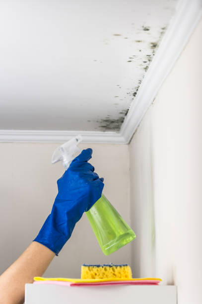 Best Attic Mold Removal  in Hampshire, IL