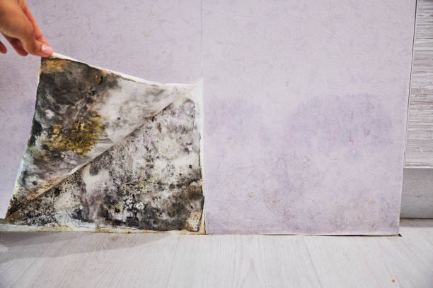 Best Mold Damage Repair  in Hampshire, IL